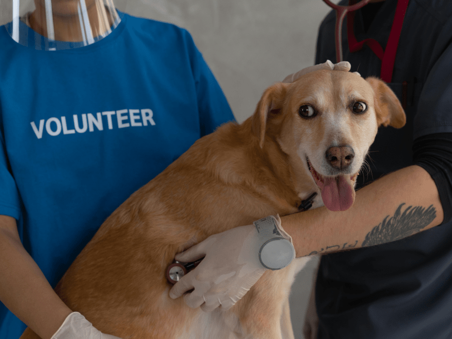 Animal Welfare